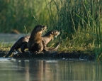 River Otters at Ahjumawi State Park. Taken from his kayak by Jim Duckworth